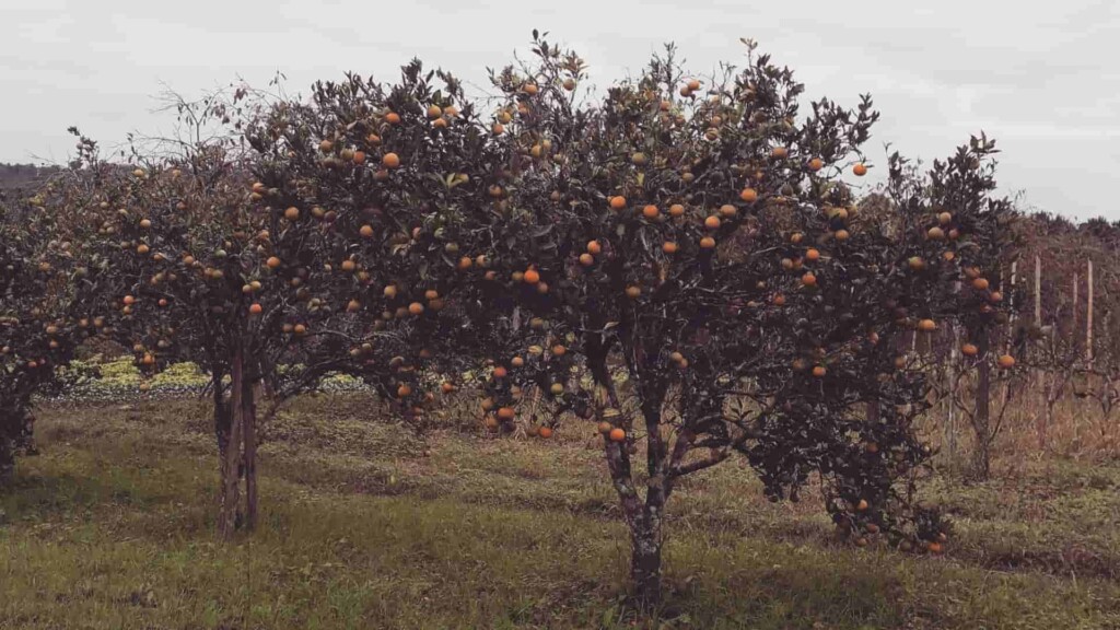 Dark orange trees in an orchard.