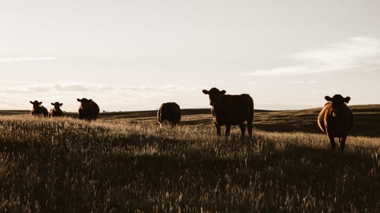 Gestão no agronegócio: os desafios da bovinocultura e como superá-los