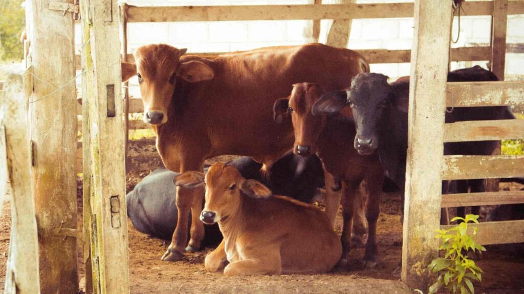 Grupo de bovinos se agrupem em um curral e olham para a câmera em uma fazenda com boas técnicas de gestão no agronegócio.