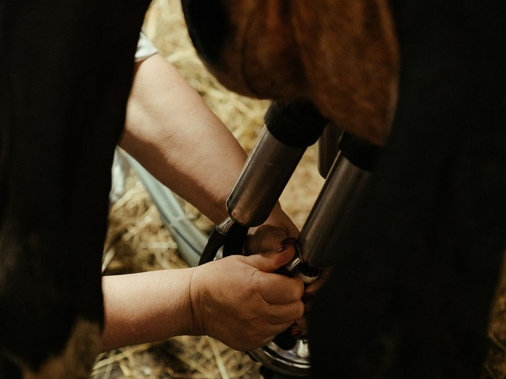 Trabalhador rural tira leite de vaca utilizando maquinário em uma fazenda orientada por boas técnicas de gestão no agronegócio.