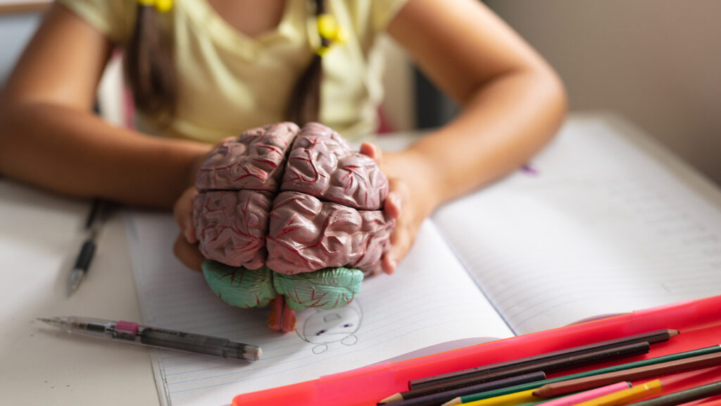 Uma criança segura o brinquedo de um cérebro, como ilustração da junção de neurociência e educação para promover ambientes de aula mais inclusivos.